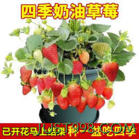 欧悟 四季草莓苗 高度15-20cm