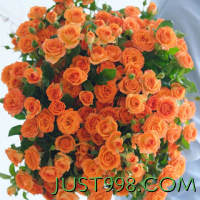 玫致 橙色芭比多头玫瑰花  云南昆明基地鲜花直家用水养插花办公室