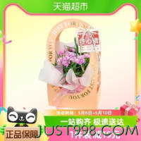 母亲节好礼、88VIP：others 其他 母亲节手提手提花盒康乃馨盆栽一盒